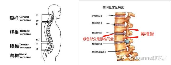 健身椅推荐_健身椅训练动作_健身椅子