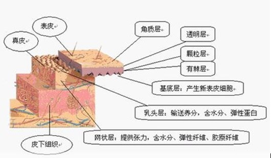 黄金棒和按摩膏怎么搭配使用_黄金棒有必要配按摩膏吗_黄金按摩棒和按摩膏用法