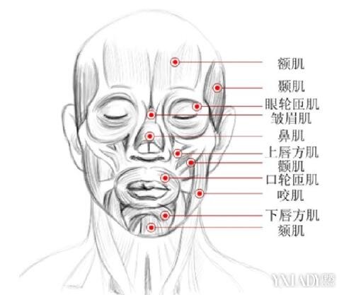 问鼎娱乐官网下载 【图】面部肌肉解剖图展示  5个方法让你再度拥有自然美丽笑颜