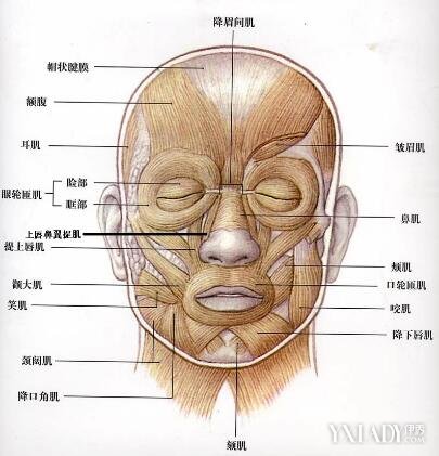 筷子法锻炼脸部肌肉_锻炼脸部肌肉的视频_脸肌肉锻炼怎么做视频