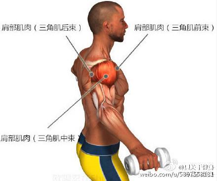 问鼎娱乐 虎头三角肌中束+后束强化训练5个动作让三角肌释放威武霸气范儿