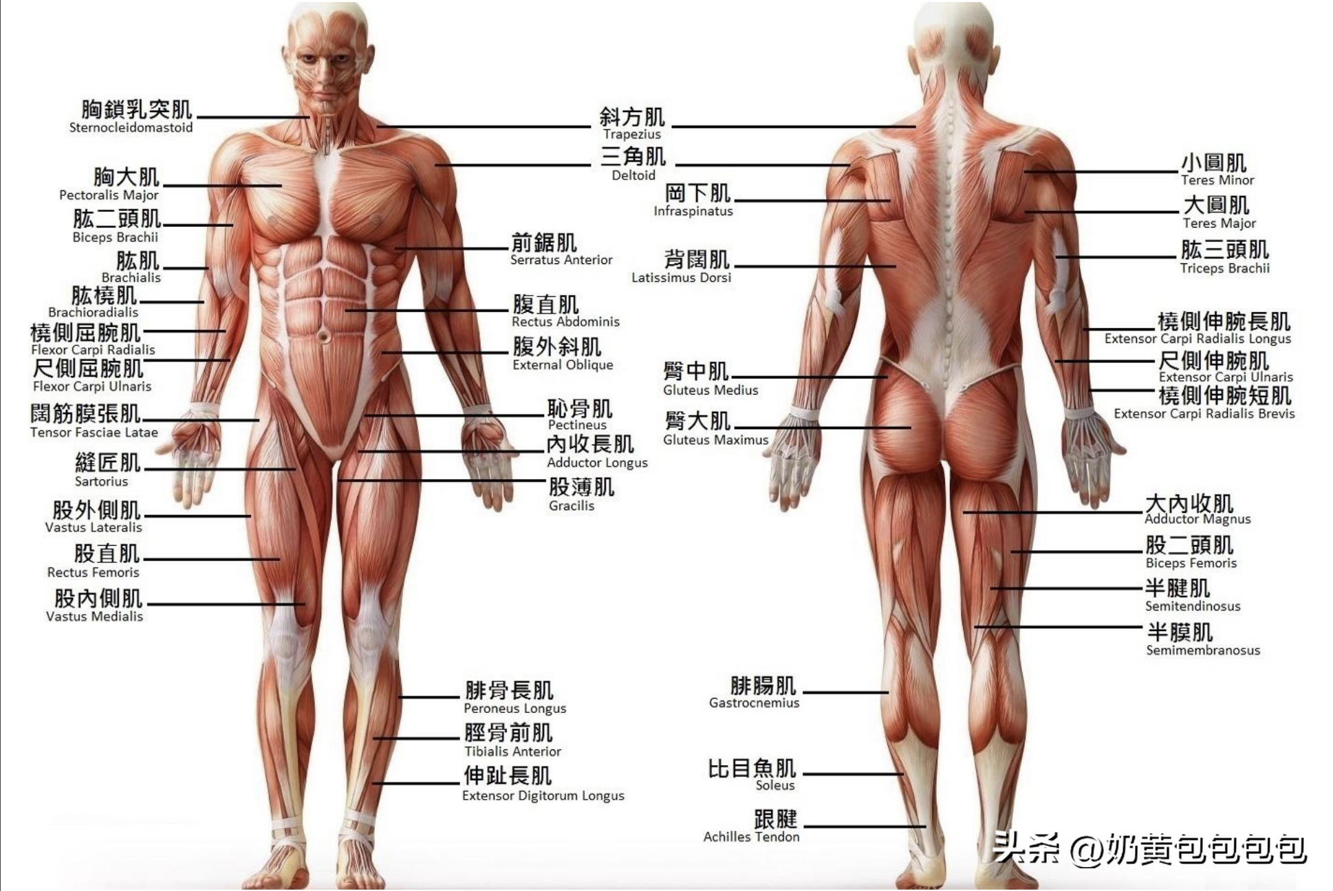 健身手套小还是大点好_健身手套大点好还是小点好_健身手套选择大一点还是小一点