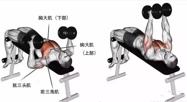 飞鸟健身椅_健身飞鸟动作视频频教学_飞鸟健身练哪里