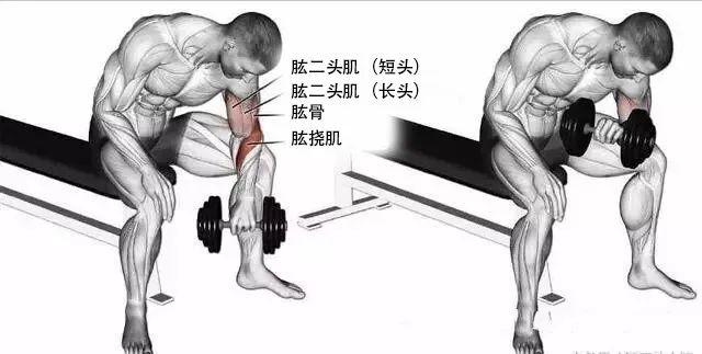 健身飞鸟动作视频频教学_飞鸟健身练哪里_飞鸟健身椅