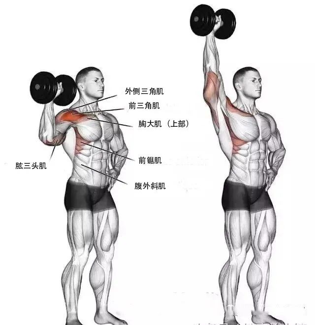 飞鸟健身练哪里_健身飞鸟动作视频频教学_飞鸟健身椅