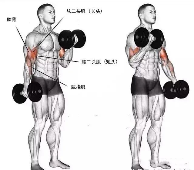 飞鸟健身练哪里_飞鸟健身椅_健身飞鸟动作视频频教学