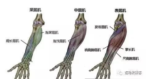 健身椅推荐_健身椅训练动作_健身椅子