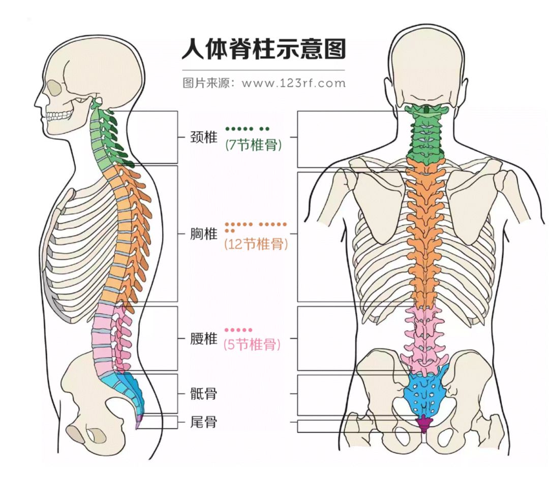 健身椅推荐知乎_健身椅怎么选_健身椅训练动作