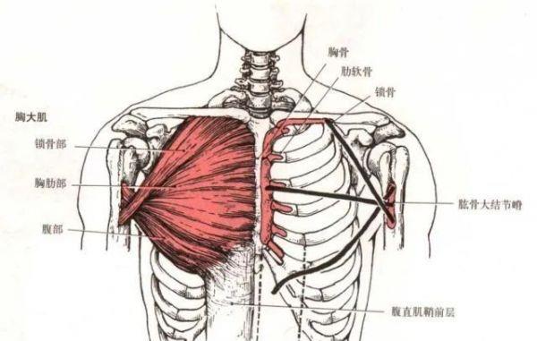 综合训练器 胸肌_胸肌锻炼器材的使用方法_器械练胸