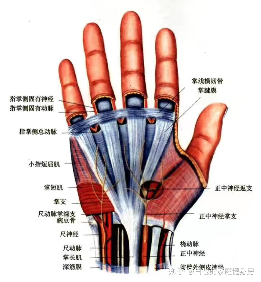 手套健身护腕的作用_手套健身护腕怎么戴_健身手套+护腕