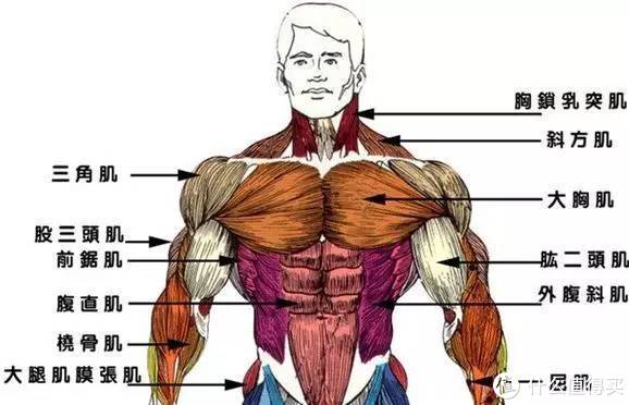 综合训练器 胸肌_胸肌训练器怎么用_胸肌训练器有用吗