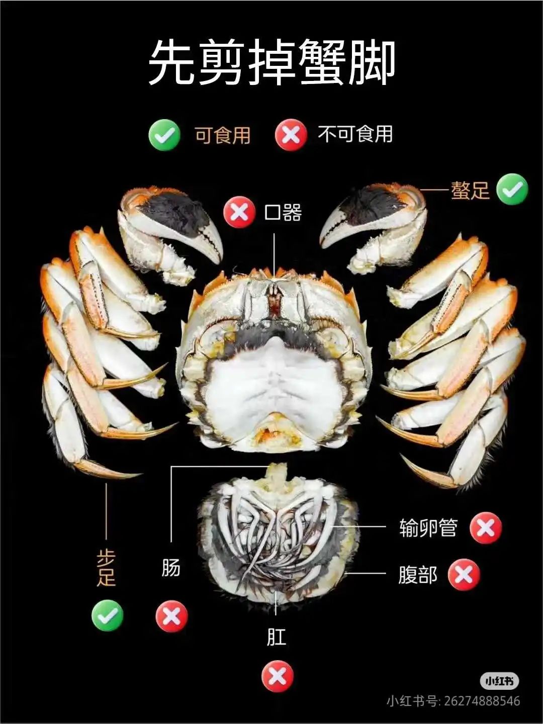 螃蟹详细图解_螃蟹图示_螃蟹能吃的部位图解