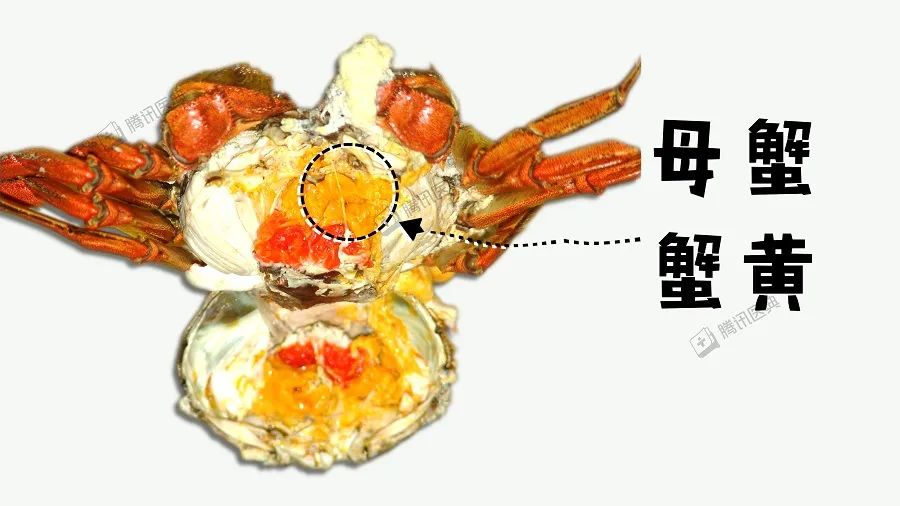 螃蟹详细图解_螃蟹能吃的部位图解_螃蟹图示