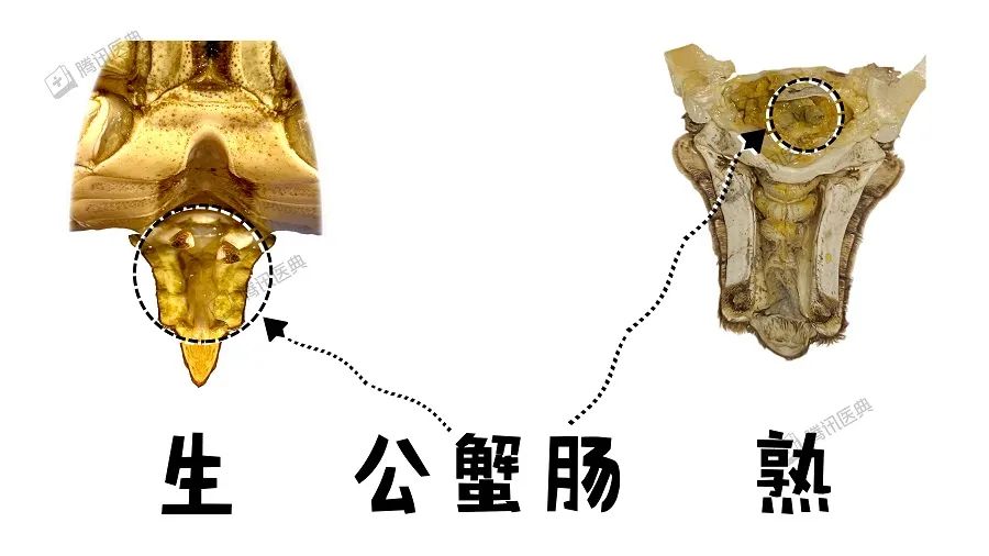 螃蟹能吃的部位图解_螃蟹详细图解_螃蟹图示