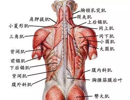 健身椅练腹肌_健身房腹肌椅怎么用_腹肌椅子的使用方法