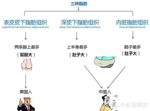 动感单车能瘦肚子吗，科学依据来了