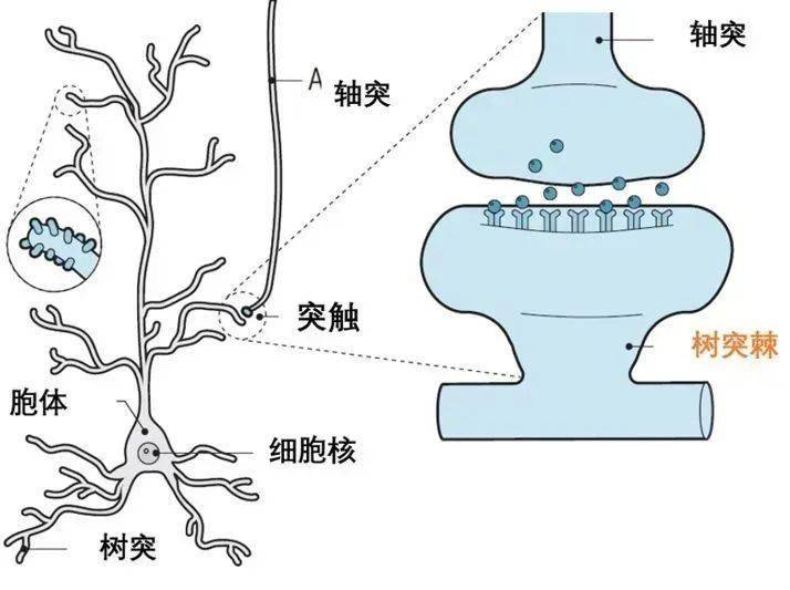 睡眠好运动好_睡眠不够能运动吗_睡眠可以消除运动性疲劳吗